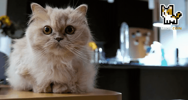 Cover image for Introducing Meowcoin's Newest Partner - Animal Rescue Corps