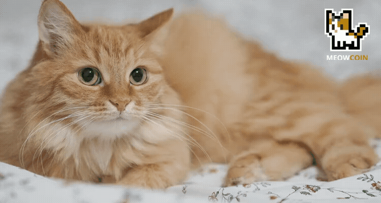 Cover image for The Meowcoin Kittens: A Heartwarming Tale from Edinburgh, Scotland