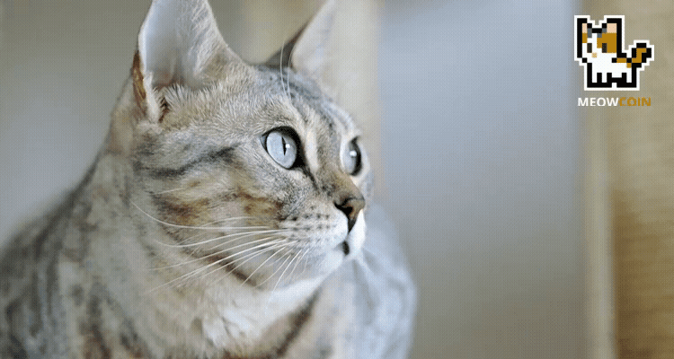 Cover image for Perry's Place Shelter Report: A Sanctuary for Cats in Los Angeles